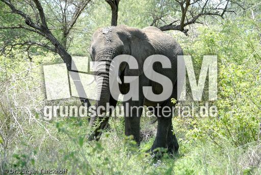 Afrikanischer Elefant (3 von 131).jpg